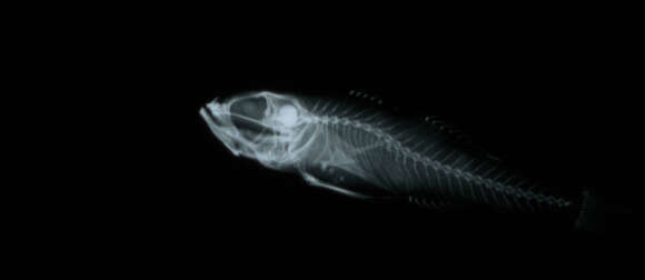 Image of Caesiura dwarfgoby