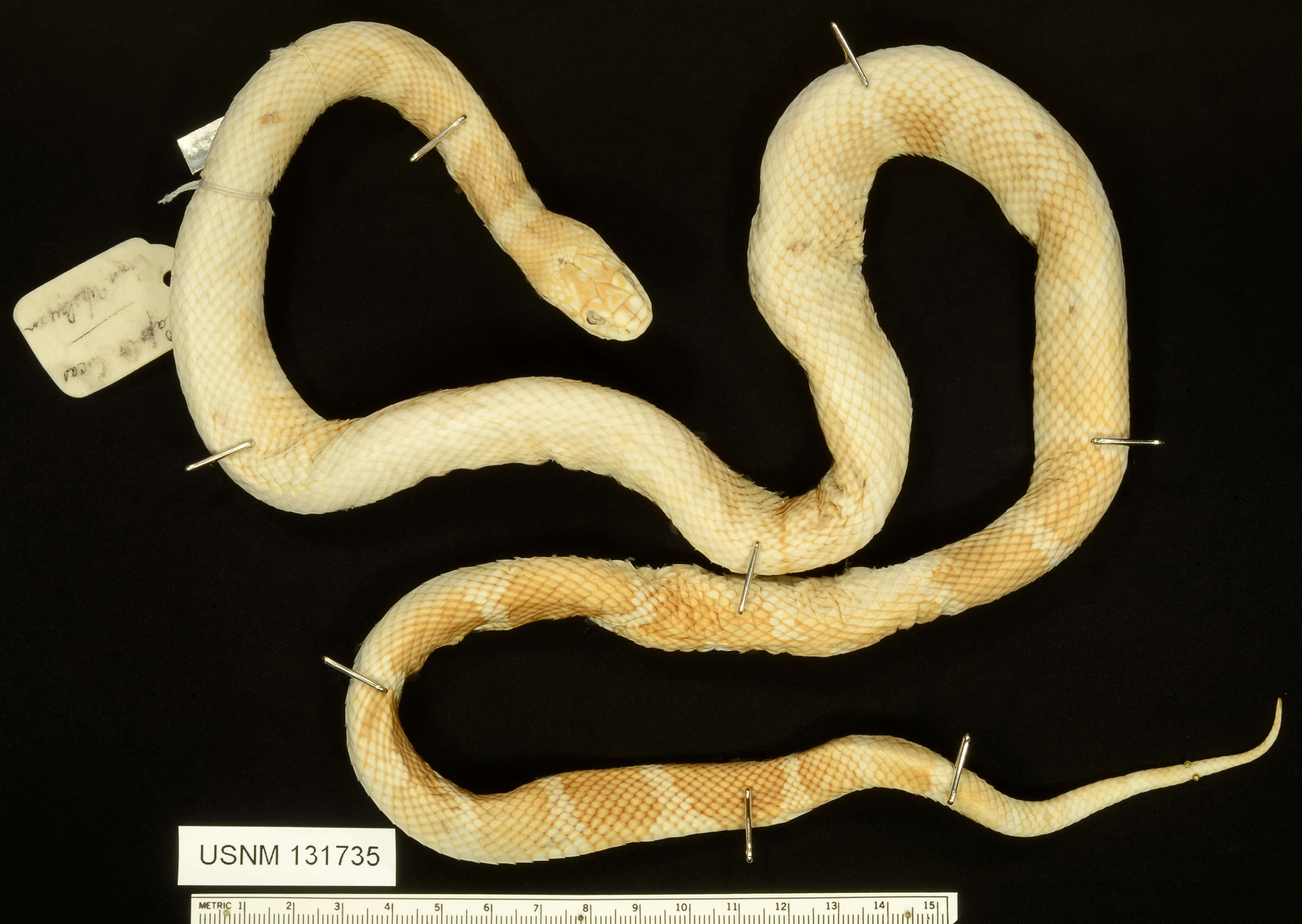 Image of Lampropeltis getula (Linnaeus 1766)