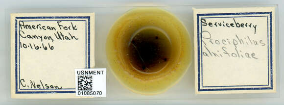 Image of Prociphilus (Prociphilus) caryae (Fitch 1856)