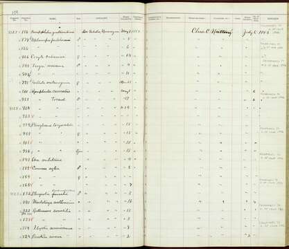 Image of Rostrhamus Lesson & R 1830