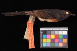 Image of White-rumped Shama