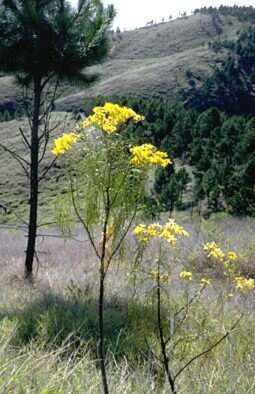 صورة Bidens menziesii subsp. menziesii