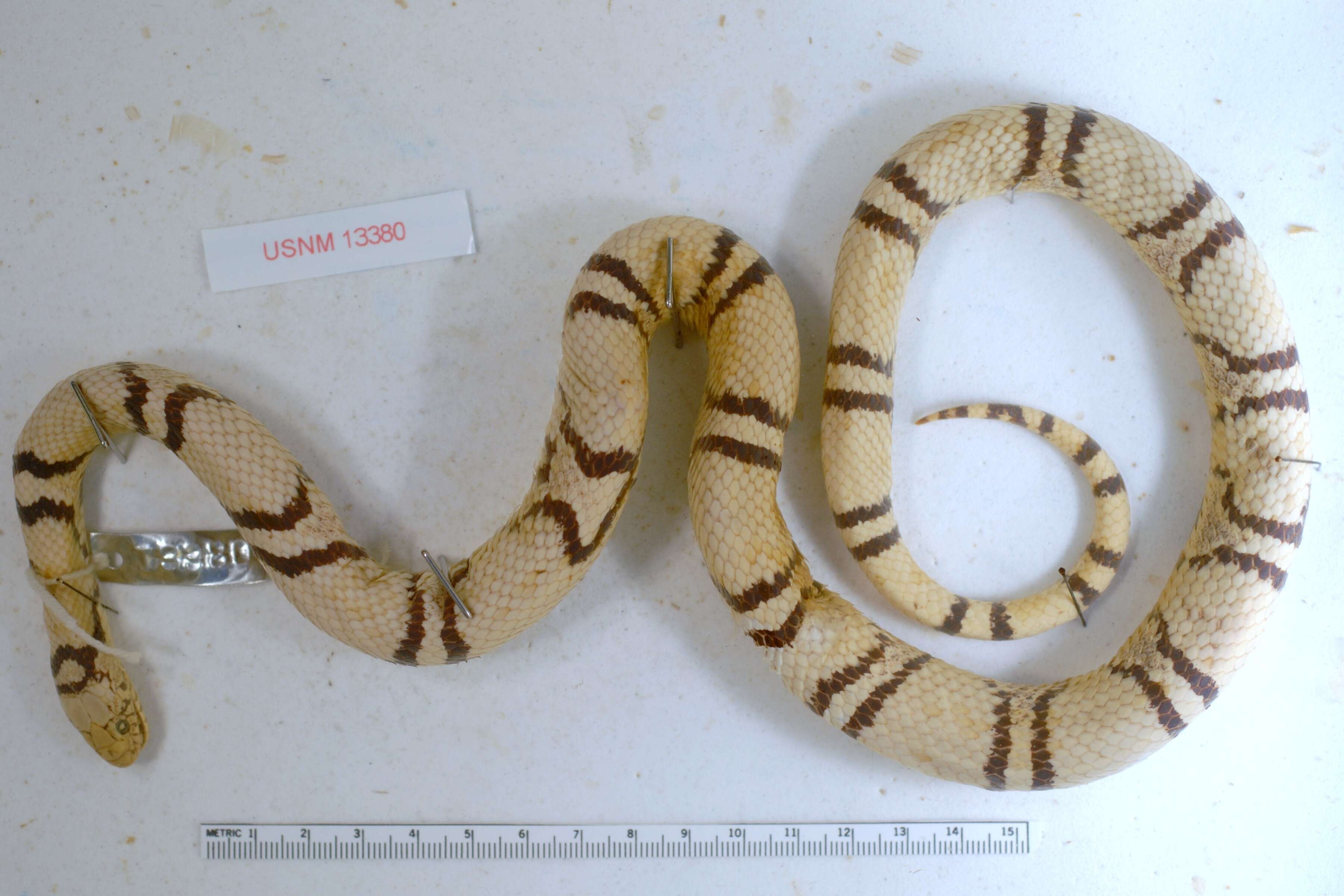 Image of milk snake