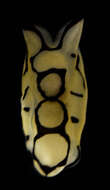 Image of Brown-ringed slug