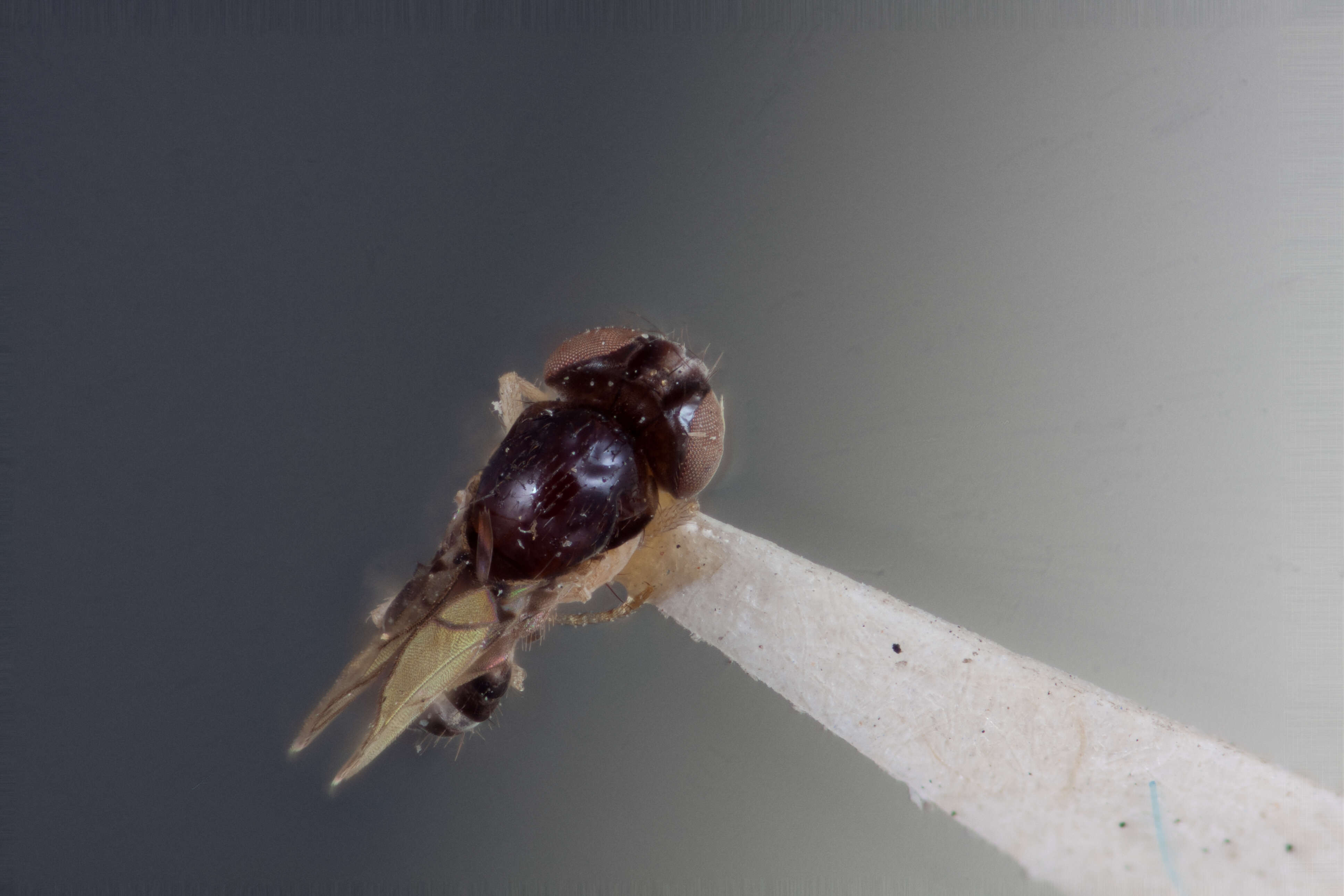 Image of Drosophila projectans Sturtevant 1916