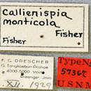 Image of Egesina (Callienispia) monticola (Fisher 1936)