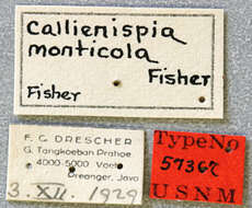 Image of Egesina (Callienispia) monticola (Fisher 1936)