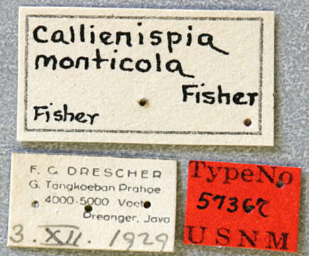 Image of Egesina (Callienispia) monticola (Fisher 1936)