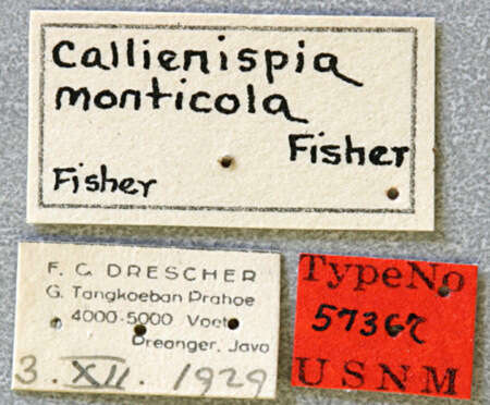 Image of Egesina (Callienispia) monticola (Fisher 1936)