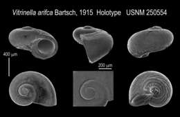 Image de Lodderena arifca (Bartsch 1915)