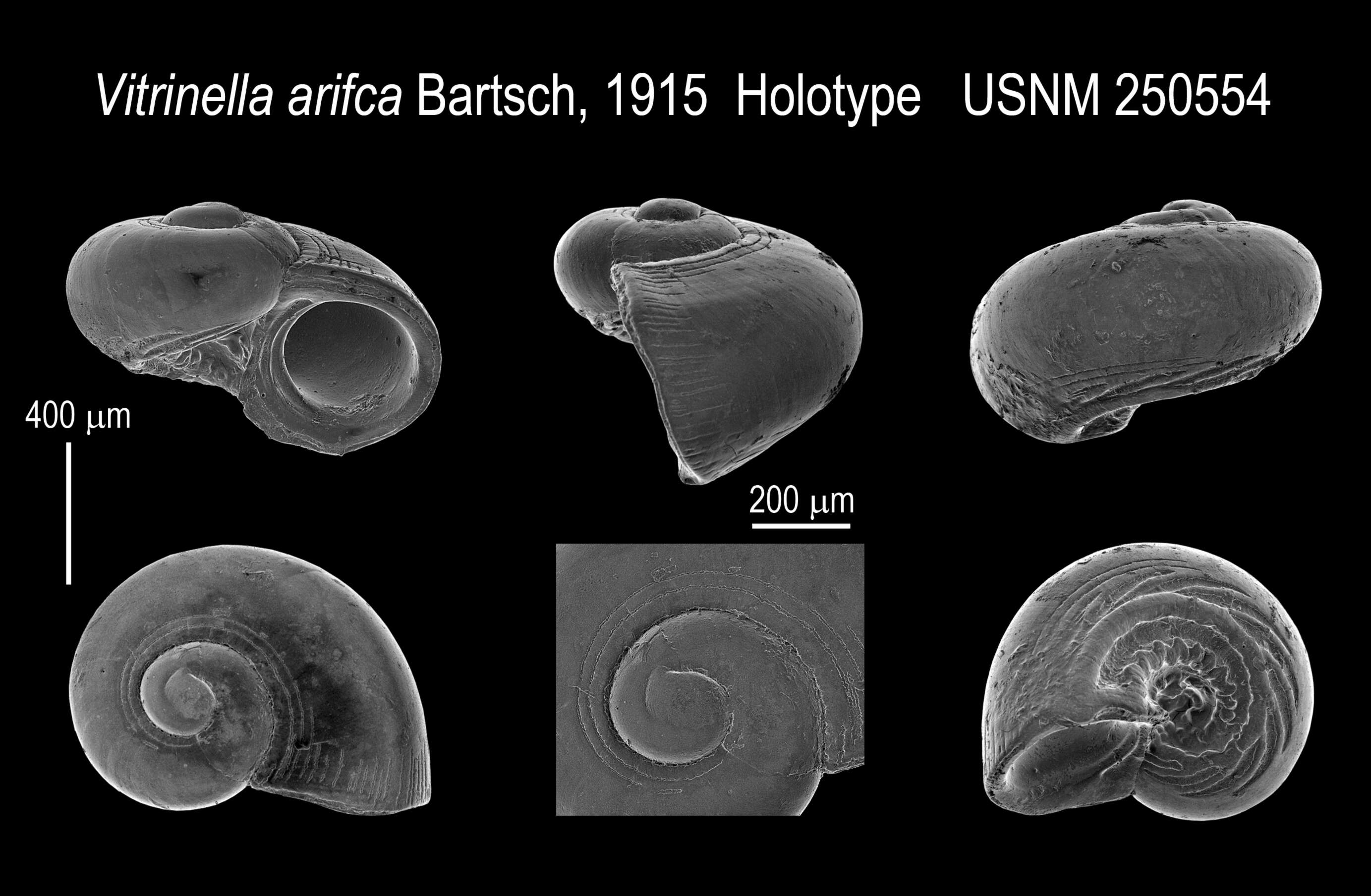 Image de Lodderena arifca (Bartsch 1915)