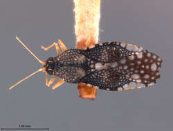 Image of Monanthia evidens Drake