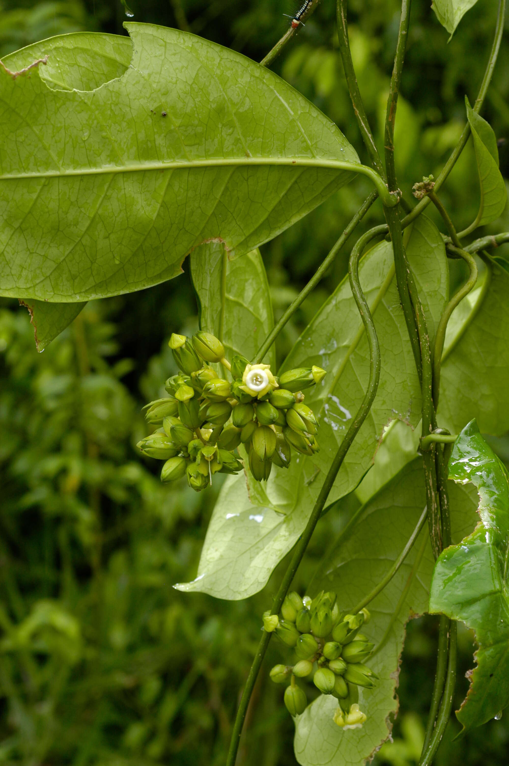 Image of Apocynaceae