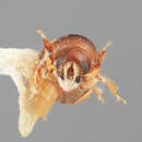 Image of Scolytodes ficivorus Wood 1967