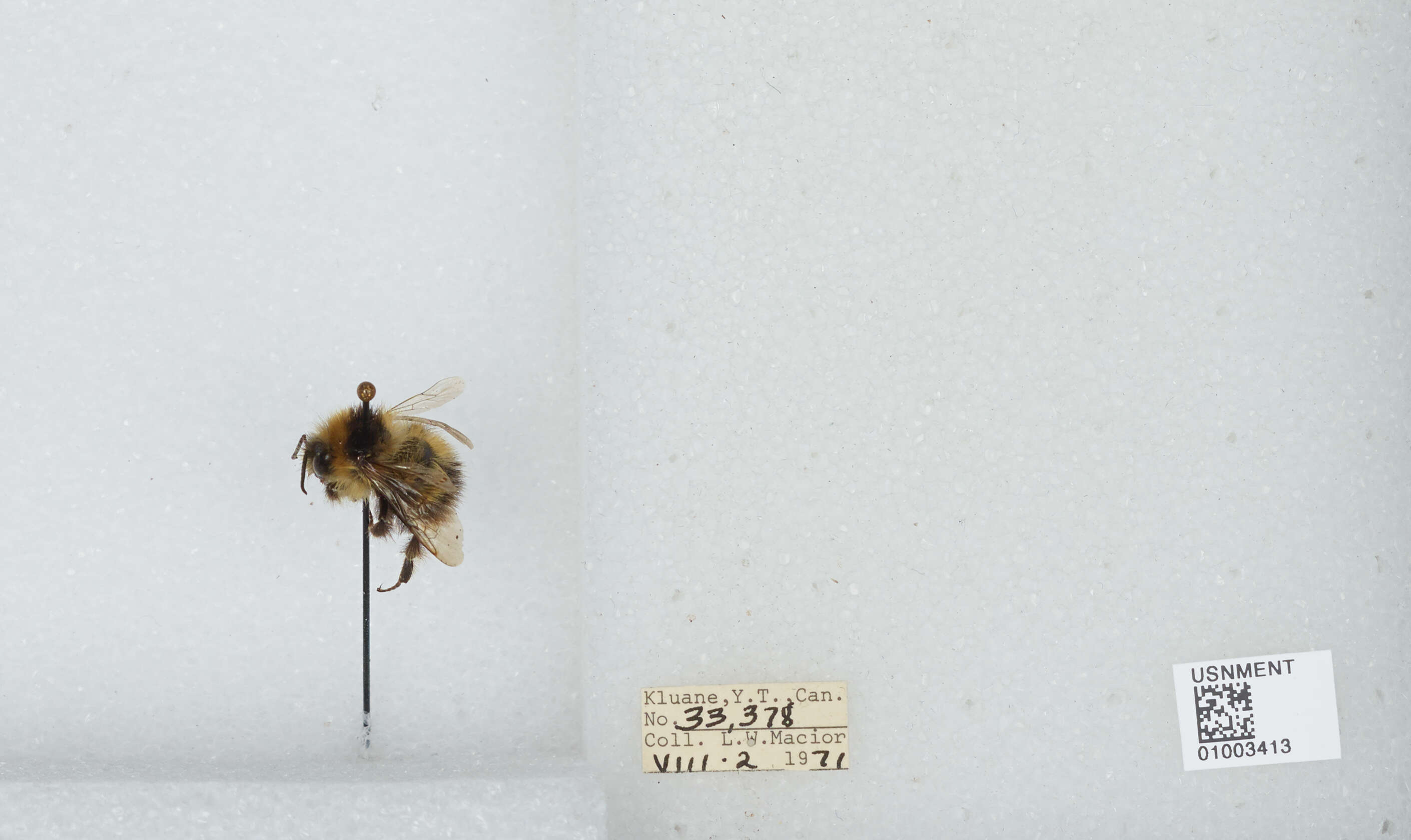 Image of Frigid Bumble Bee