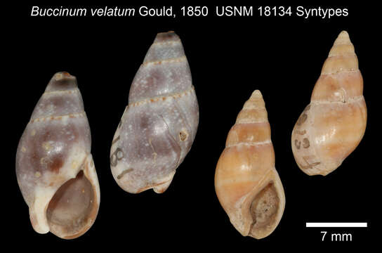 Plancia ëd Nassarius velatus (Gould 1850)