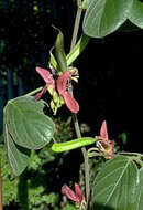 Imagem de Canavalia napaliensis St. John