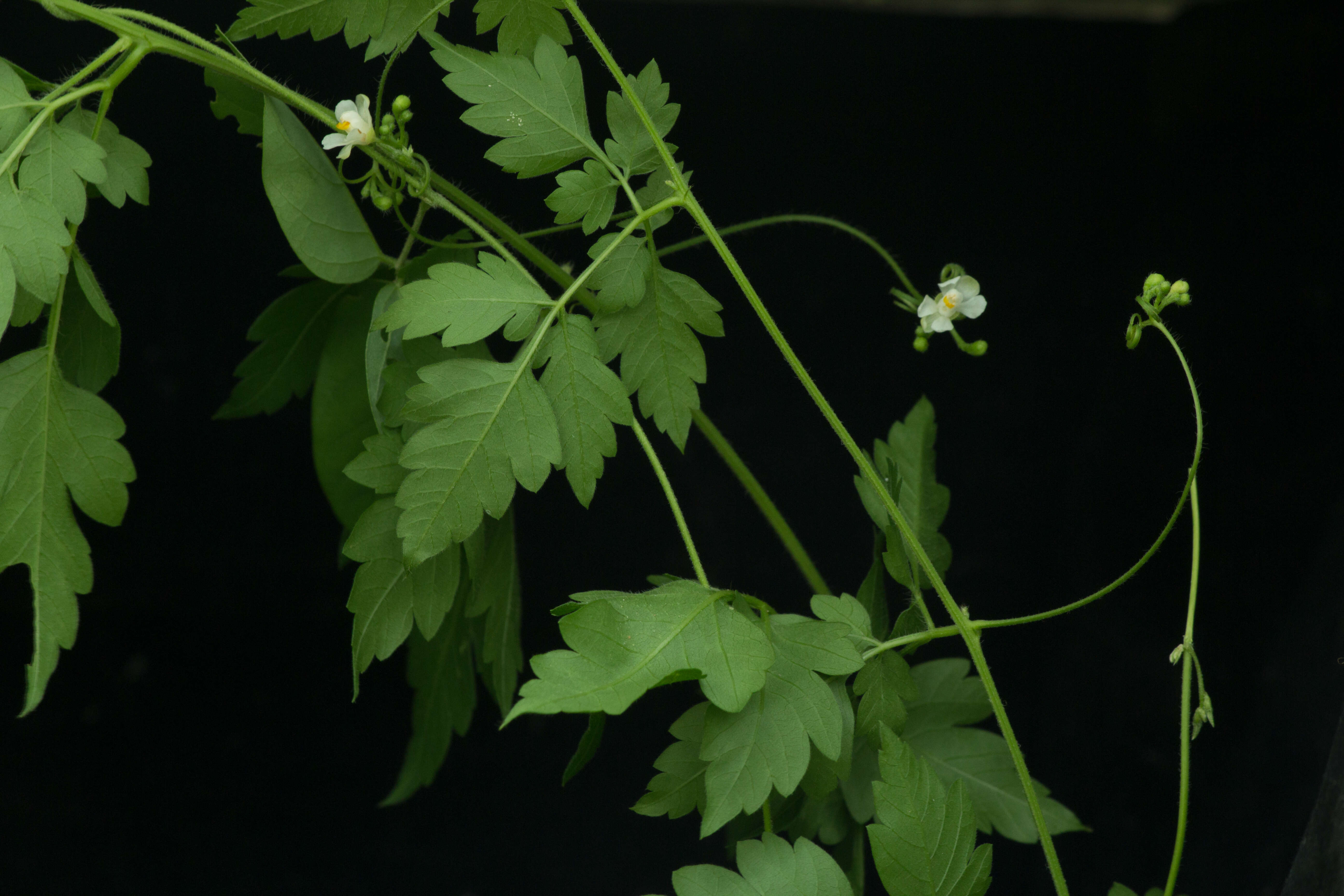 Image of balloon vine