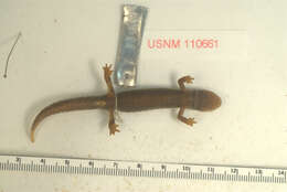 Image of Bolitoglossa cephalica rubrimembris Taylor & Smith 1945