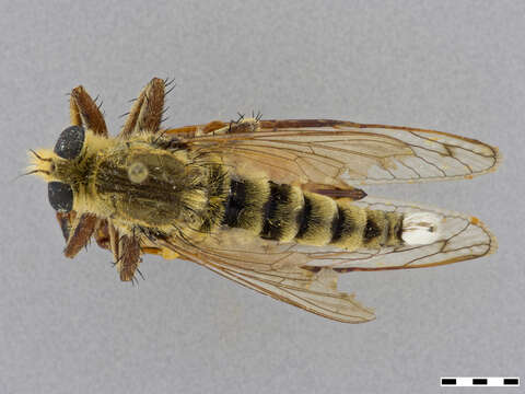 Image of Red-footed Cannibalfly