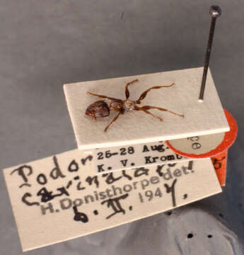 Image de Podomyrma carinata Donisthorpe 1947