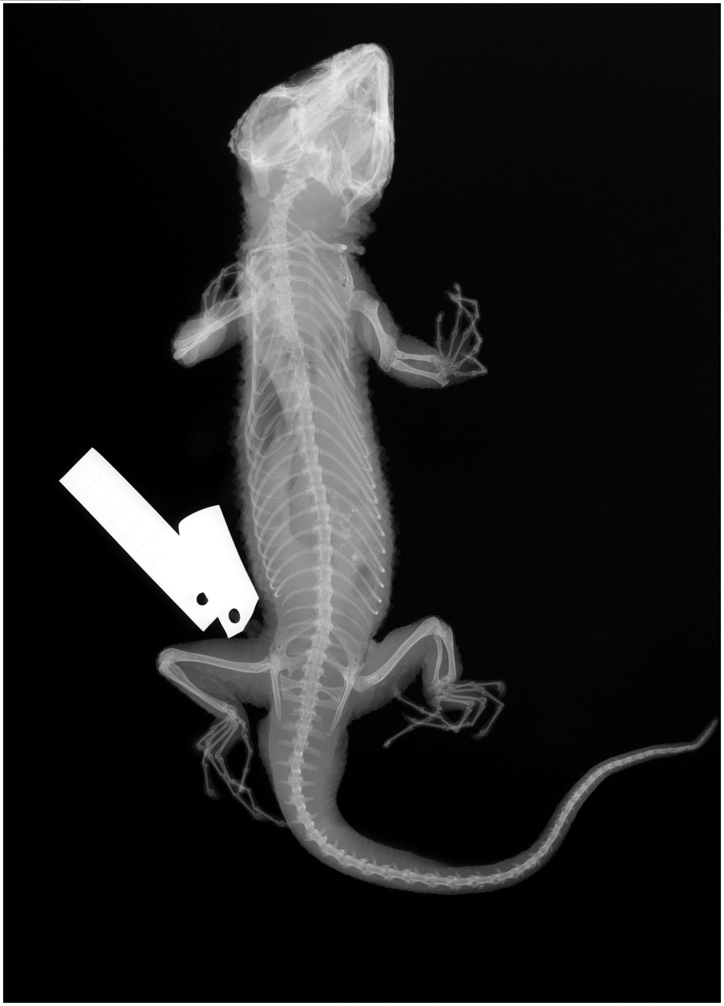 Image of Knob-scaled lizard