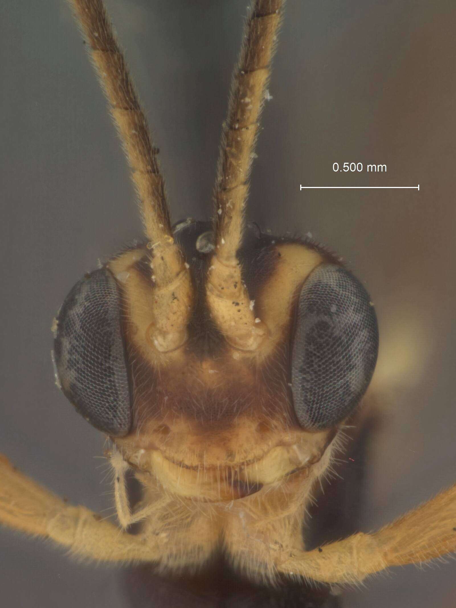 Plancia ëd Lathrolestes truncatus (Provancher 1888)