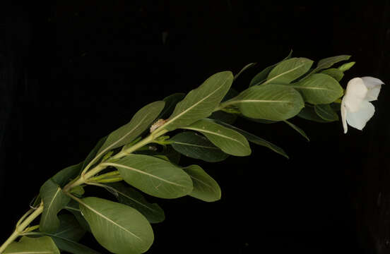 Image of Madagascar periwinkle