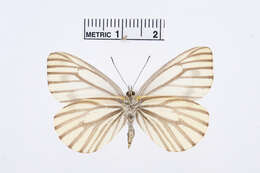 Image of Pieris Hübner 1819