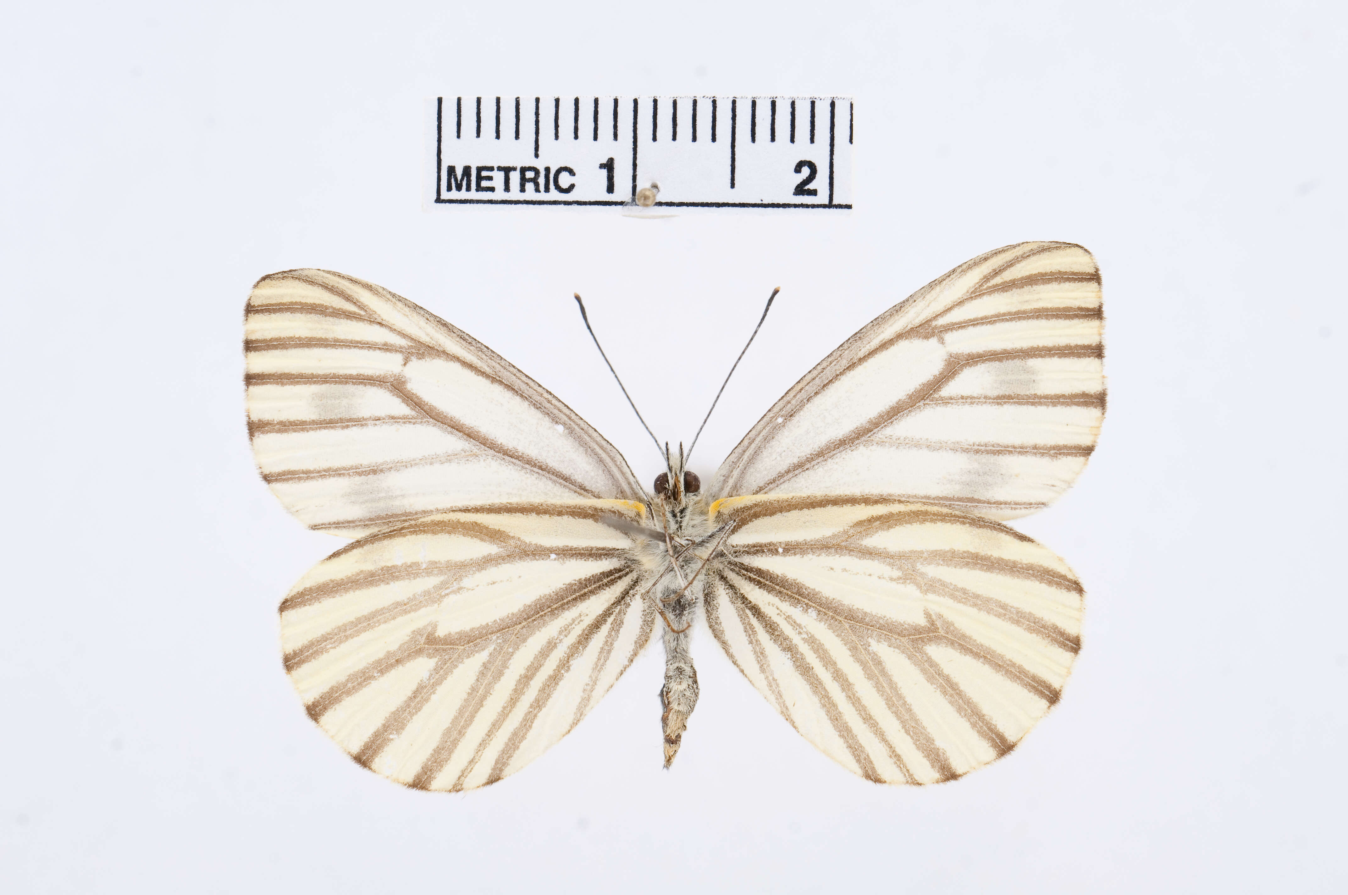 Image of Pieris Hübner 1819