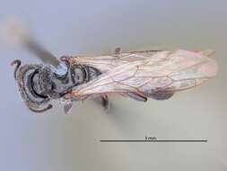 Image of Crossocerus melanius (Rohwer 1911)