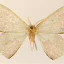 Image of Drucia semispurcata Warren