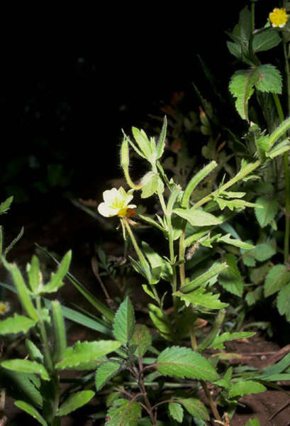 Imagem de Oenothera laciniata Hill