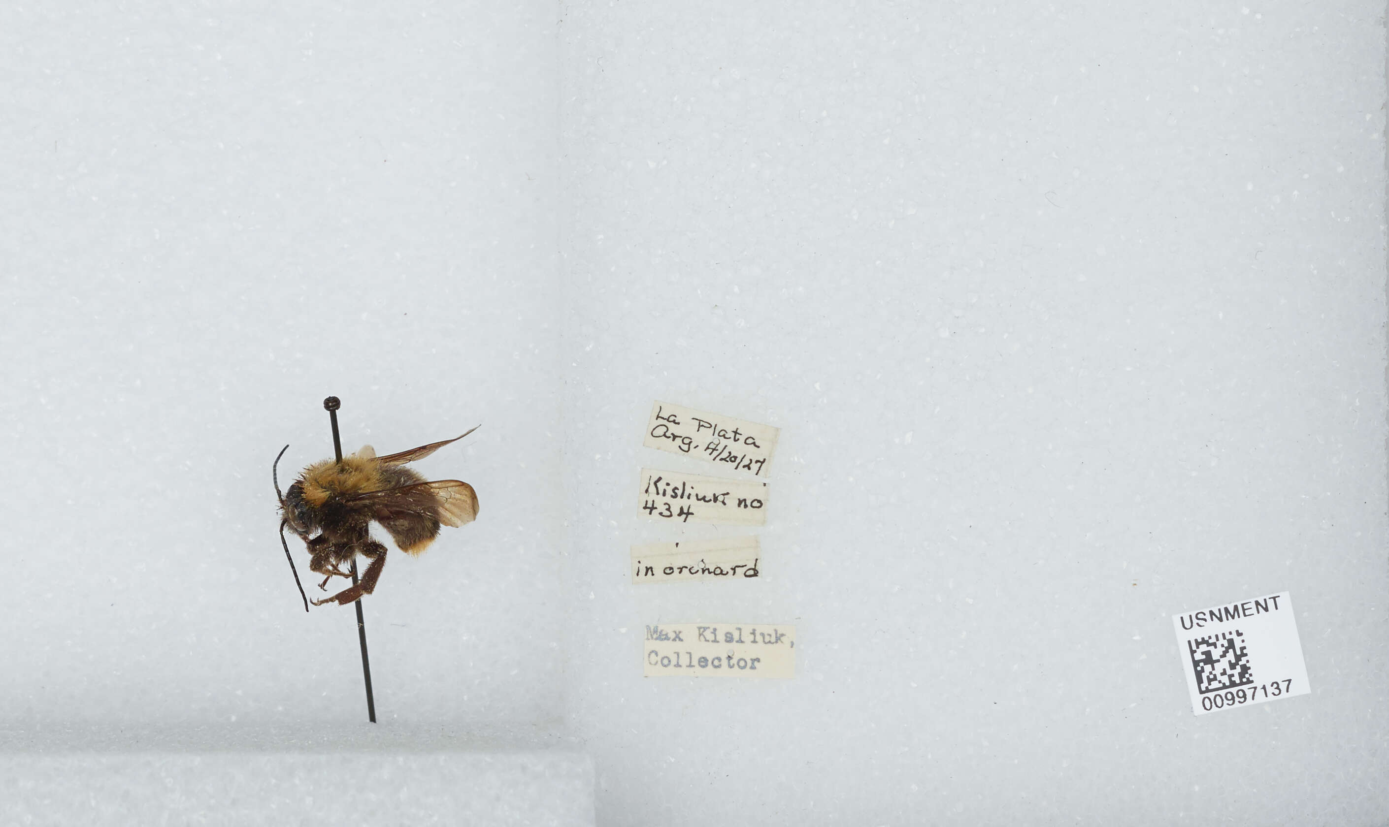 Imagem de Bombus bellicosus Smith 1879