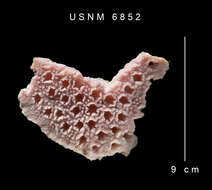 Image of hydrozoans