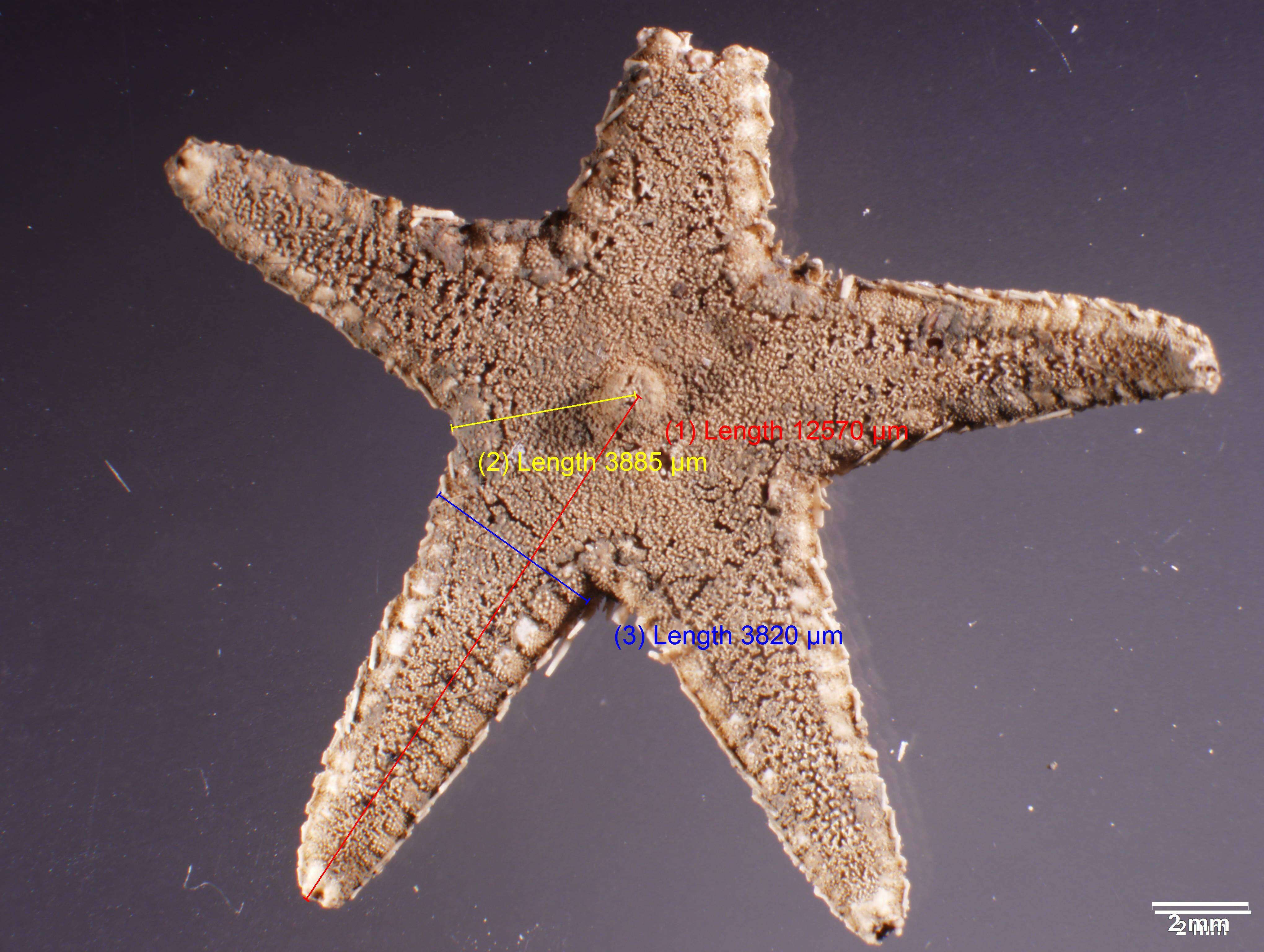 Image of Astropecten Gray 1840