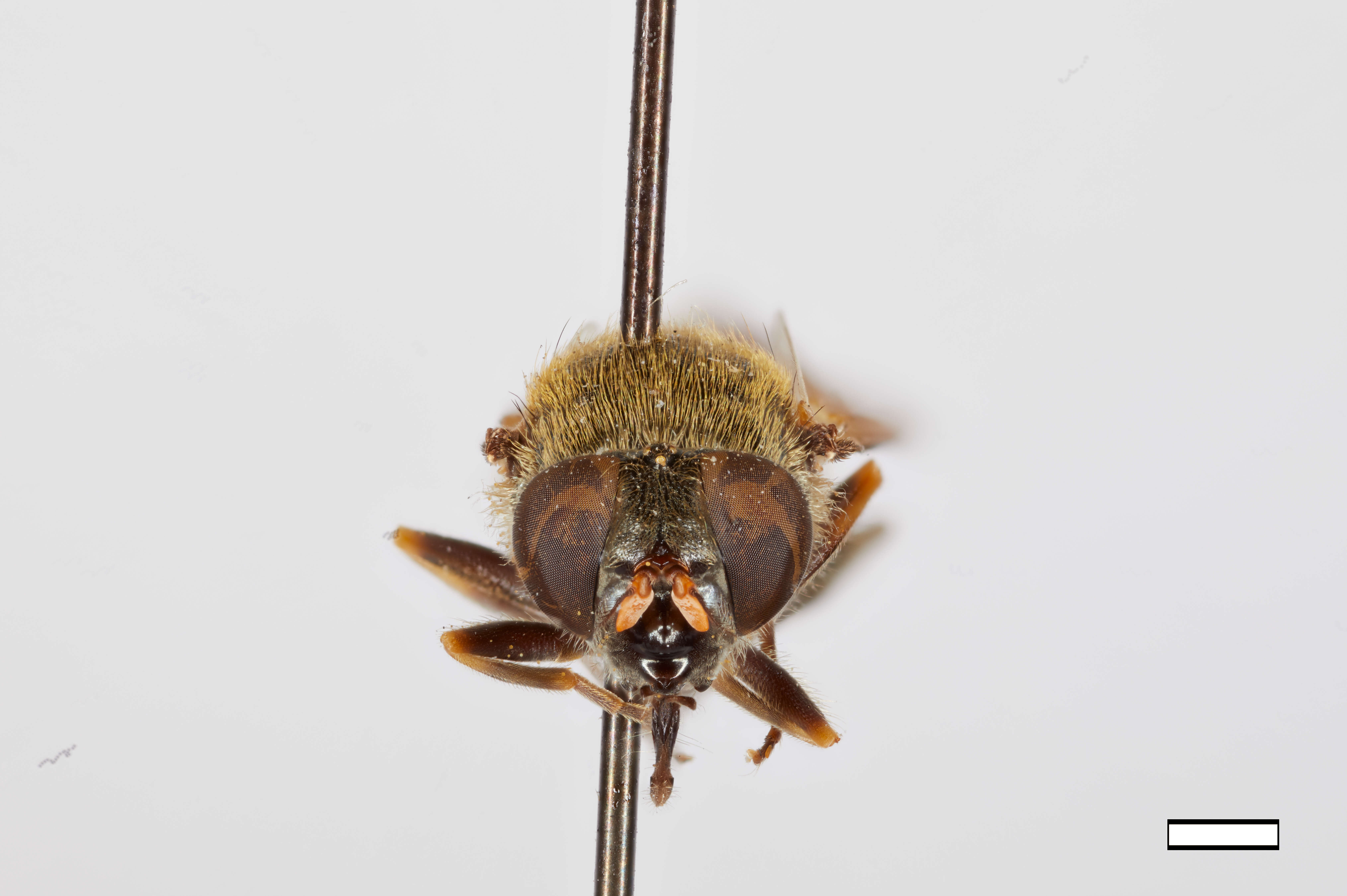 Image of Cartosyrphus canadensis Shannon