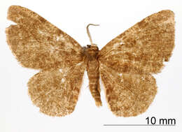 Lobopola plicata Dyar 1916 resmi