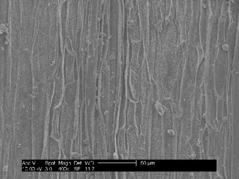 Hyalopoa nutans (Stapf) E. B. Alexeev ex T. A. Cope resmi