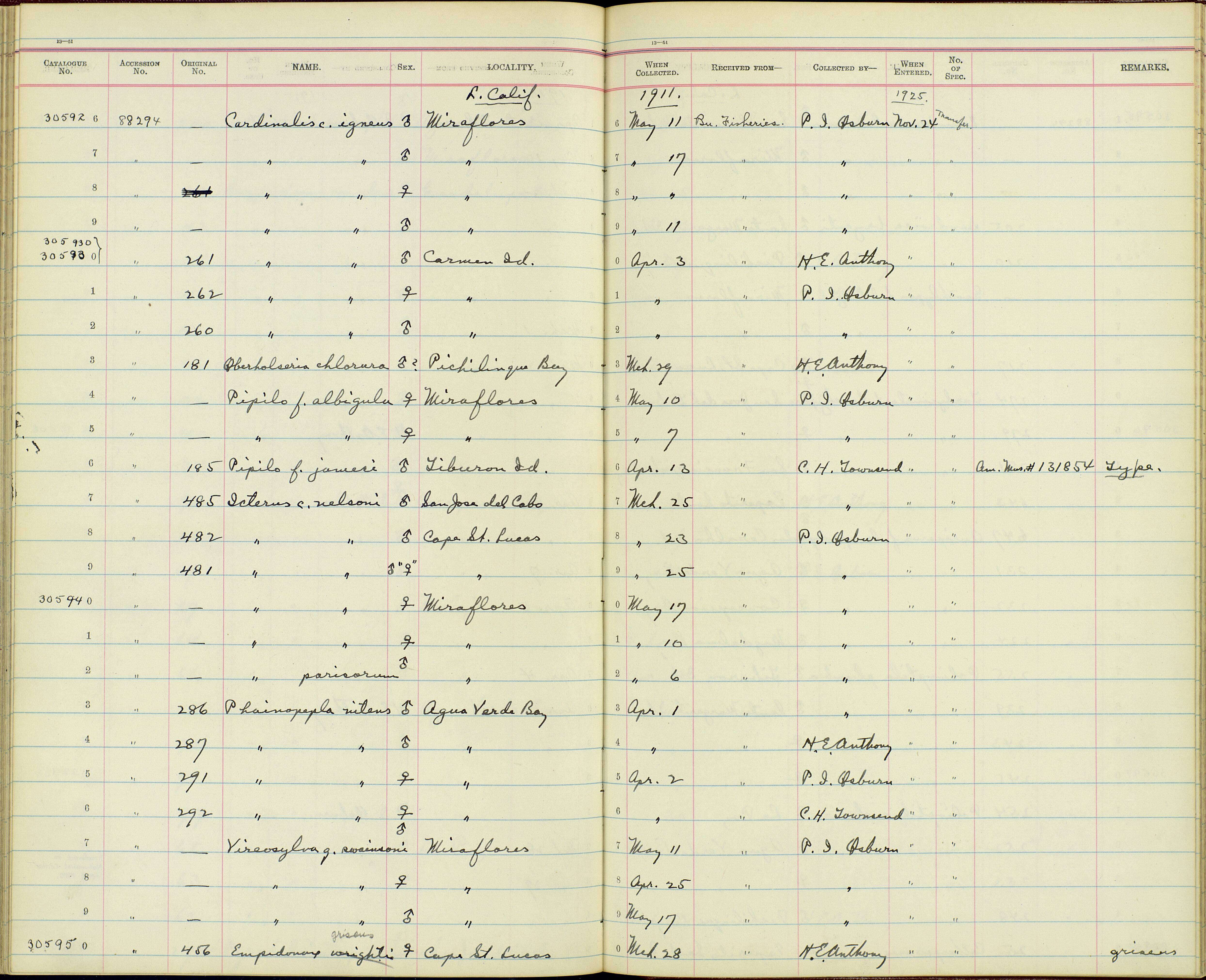 Image de Cardinalis cardinalis igneus Baird & SF 1860