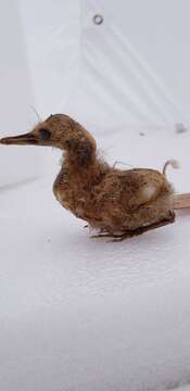 Image of American Bittern