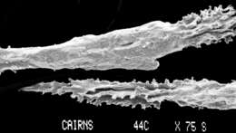 Image of Sporadopora dichotoma (Moseley 1876)