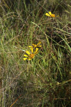 Image of oneflower honeycombhead