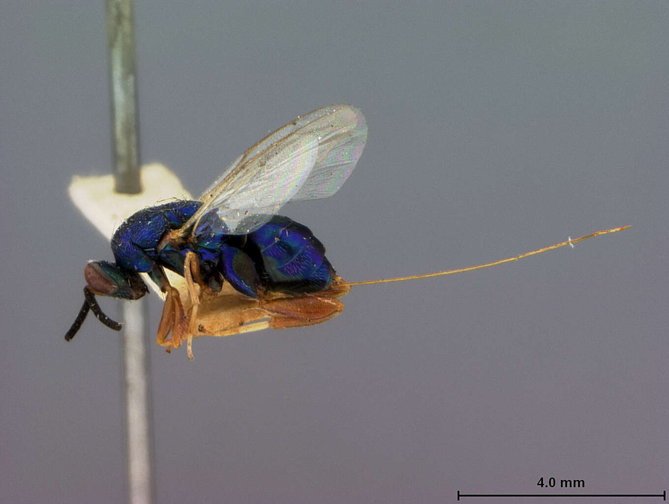 Image of Torymus coeruleus (Ashmead 1881)