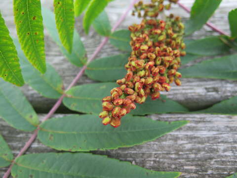 Image of rocky mountain sumac