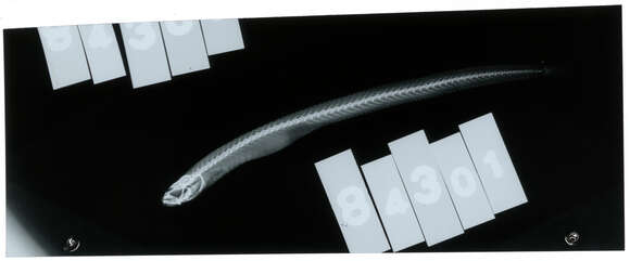 Image of Microdesmus intermedius Meek & Hildebrand 1928