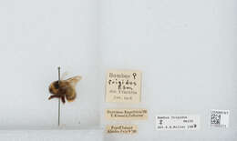 Image of Frigid Bumble Bee