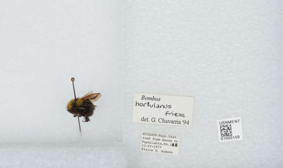 Image of Bombus hortulanus Friese 1904