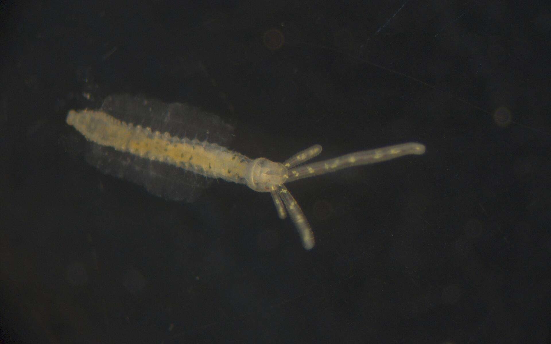 Image of Terebellidae