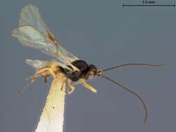 Image of Opius ornatigaster Fischer 1964